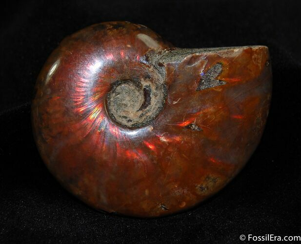 Fiery Red Ammonite Fossil Inches #422